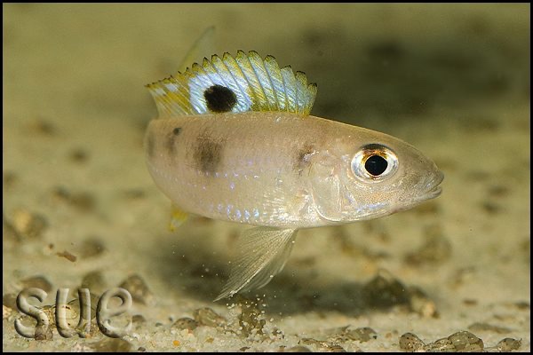 Ectodus descampsii 'Chisanze'